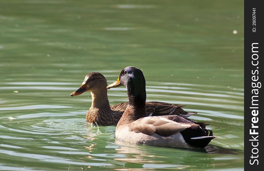 Male and female Mallard Ducks swimming.