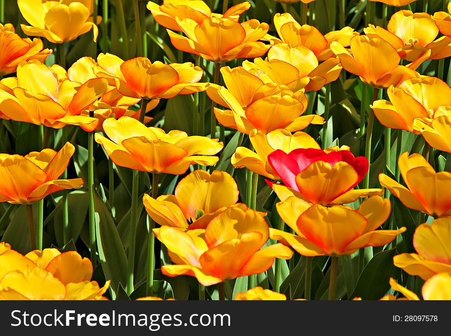 Field of bright yellow spring tulips. Field of bright yellow spring tulips