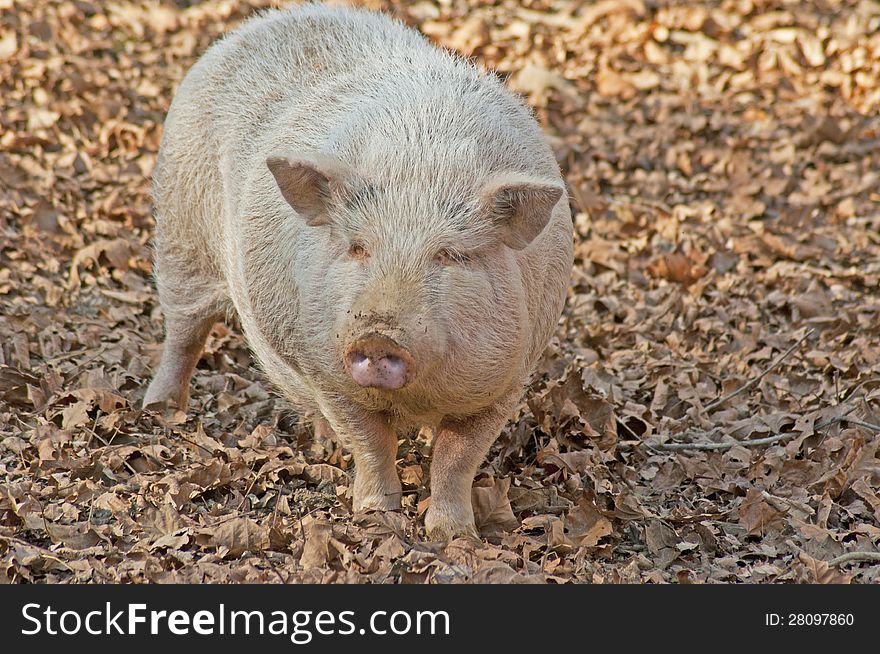 A white full grown pig travels around searching for food. A white full grown pig travels around searching for food.