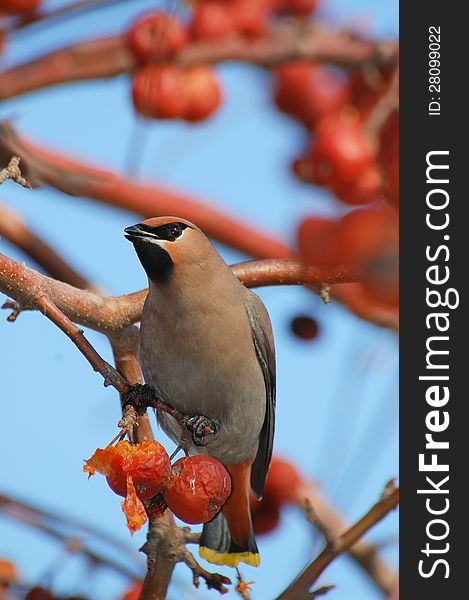 Bird on a branch in an apple orchard