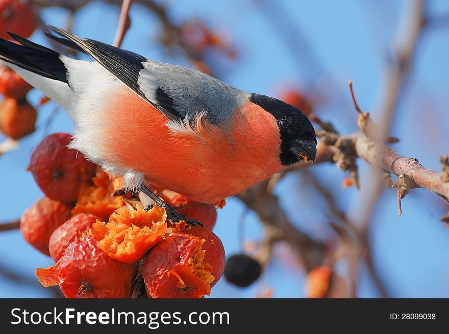 Bird on a branch in an apple orchard