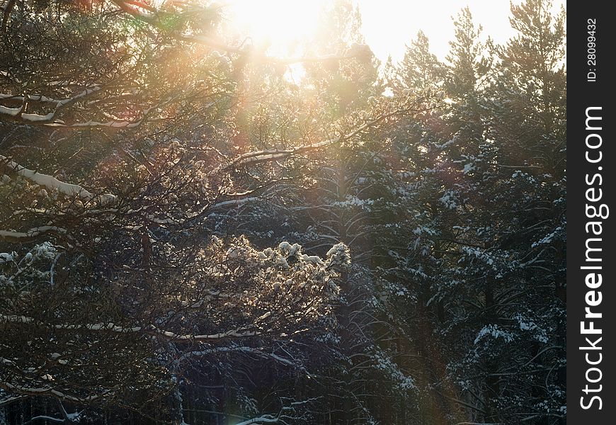 Solar beams make the way through dense branches of pines in winter wood. Solar beams make the way through dense branches of pines in winter wood