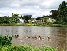 Geese On The River Royalty Free Stock Photo Geese On The River Royalty Free Stock Photo