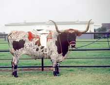Saddled Texas Long Horn Steer Stock Photography