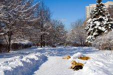 Dogs Lying At Snow Stock Images