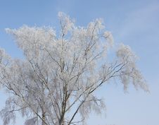Winter Tree Royalty Free Stock Photos Winter Tree Royalty Free Stock Photos