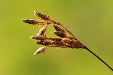 Dried Wild Flower In The Field Stock Photography Dried Wild Flower In The Field Stock Photography