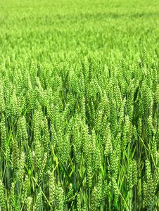 Countryside - Early Summer Royalty Free Stock Image Countryside - Early Summer Royalty Free Stock Image