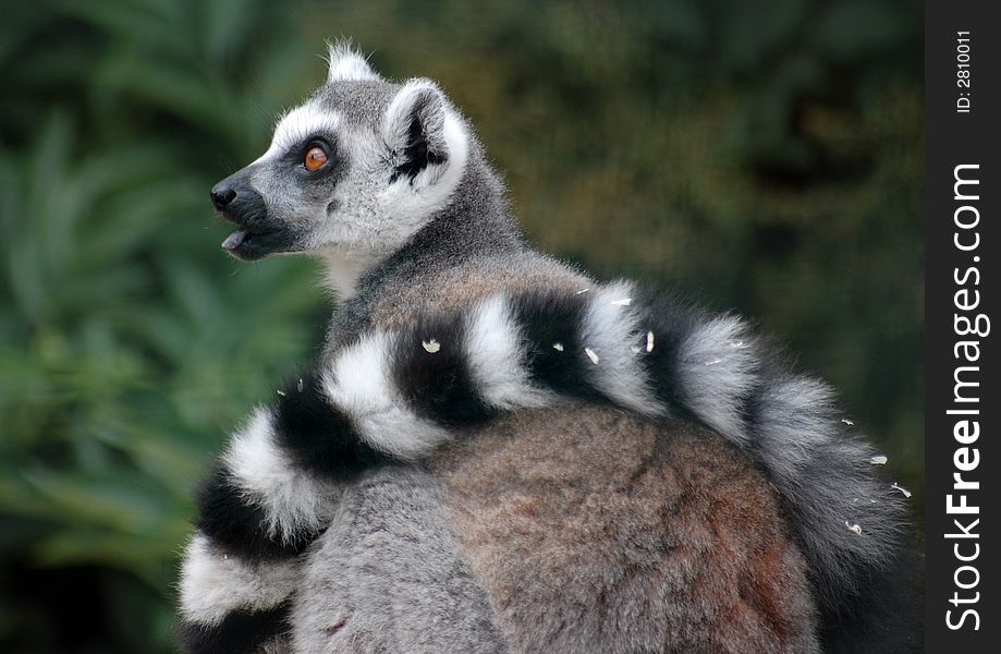 Madagascan Lemur with tail wrapped round body with tongue out. Madagascan Lemur with tail wrapped round body with tongue out