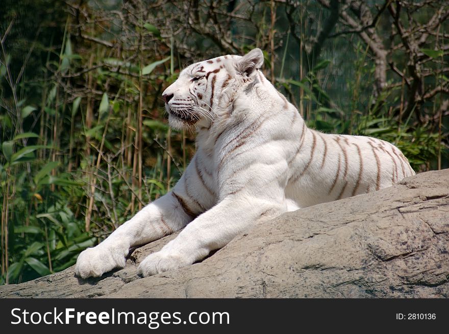 White Tiger laying on a rock