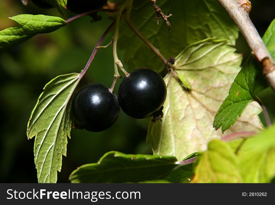 Berries of a black currant close up