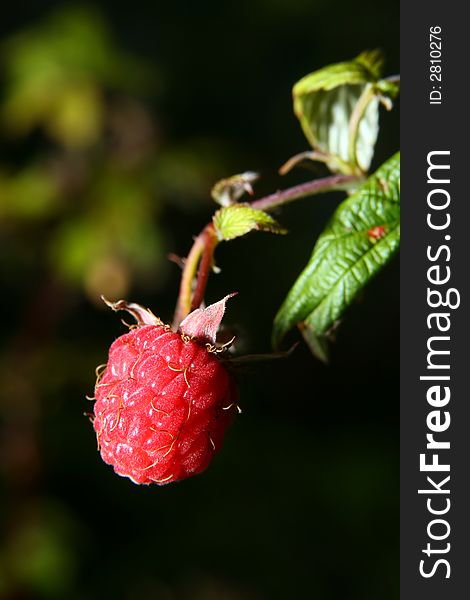Berries of a ripe raspberry close up