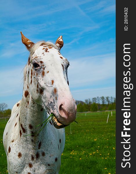 Portrait of funny horse on the grass