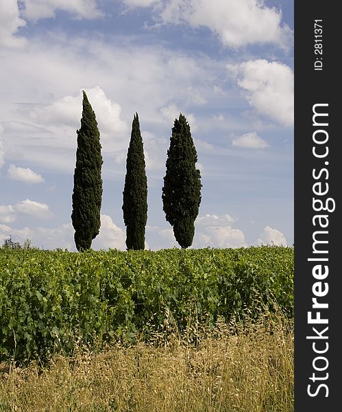 Tuscan cypress trees on a hill by a vineyard. Tuscan cypress trees on a hill by a vineyard