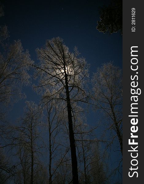 Bright night, moonlight from a tree. Bright night, moonlight from a tree