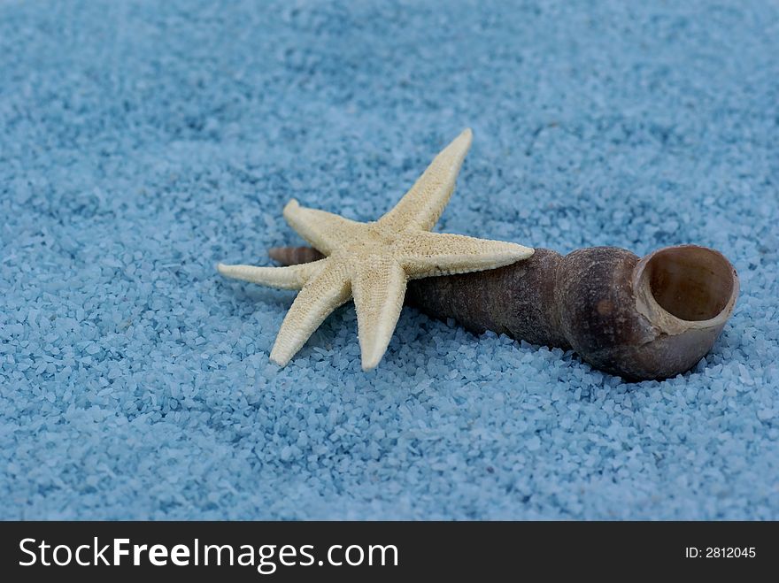 Shell and sea-urchin in blue bat-salts. Shell and sea-urchin in blue bat-salts.