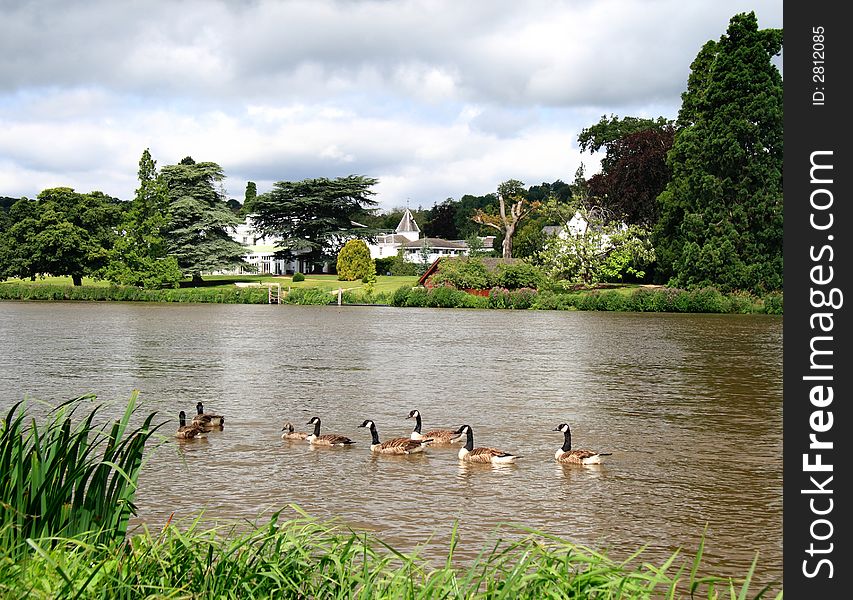 Canada Geese swimming upstream on the River Thames in England with a large Riverbank House in the Background. Canada Geese swimming upstream on the River Thames in England with a large Riverbank House in the Background