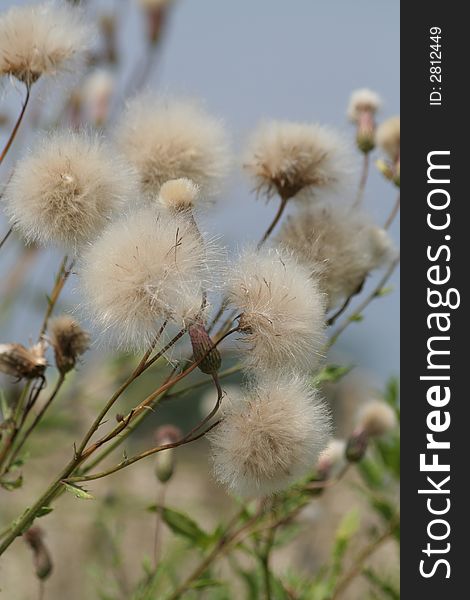 Fluff flowers growing on the meadow. Fluff flowers growing on the meadow