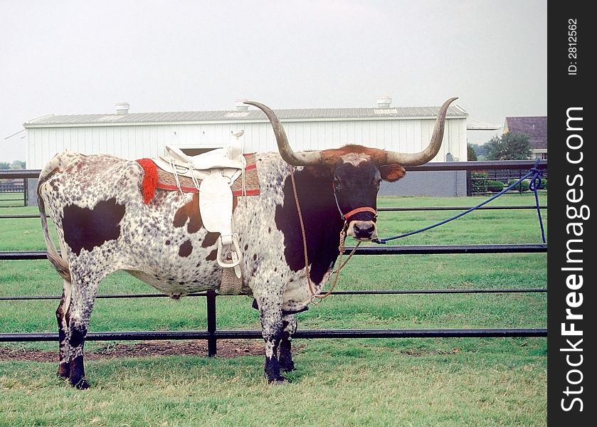 Close-Up of a Texas Long Horn Steer with a white saddle on him.  He is tied to a fence. Close-Up of a Texas Long Horn Steer with a white saddle on him.  He is tied to a fence.
