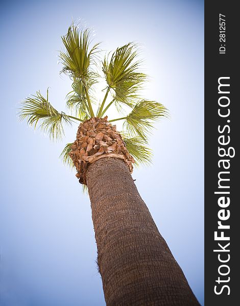 A palm tree towering into the sky backlit by the sun. A palm tree towering into the sky backlit by the sun