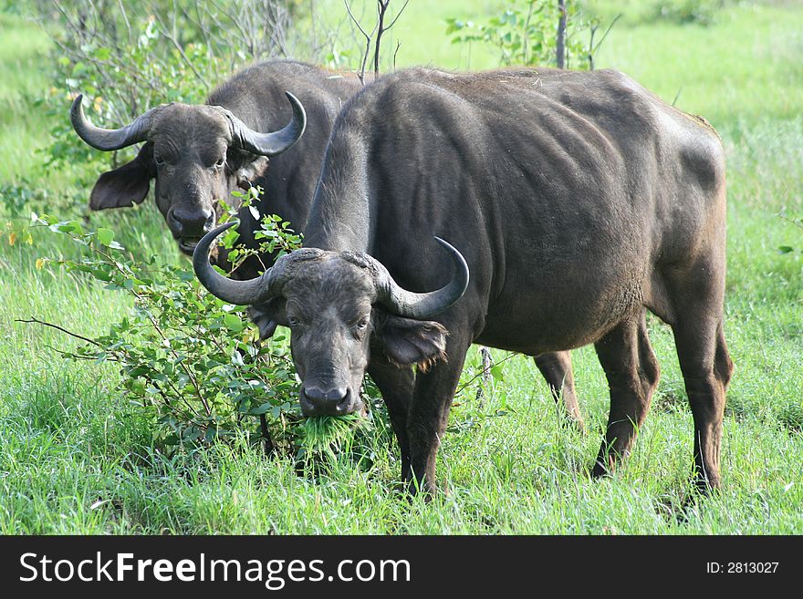 Two grazing buffalo in the kruger park