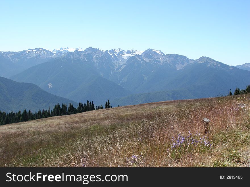 Hurricane Ridge Meadow