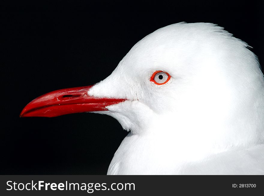 A portrait of a white seagull with a red beak against a dark evening background.