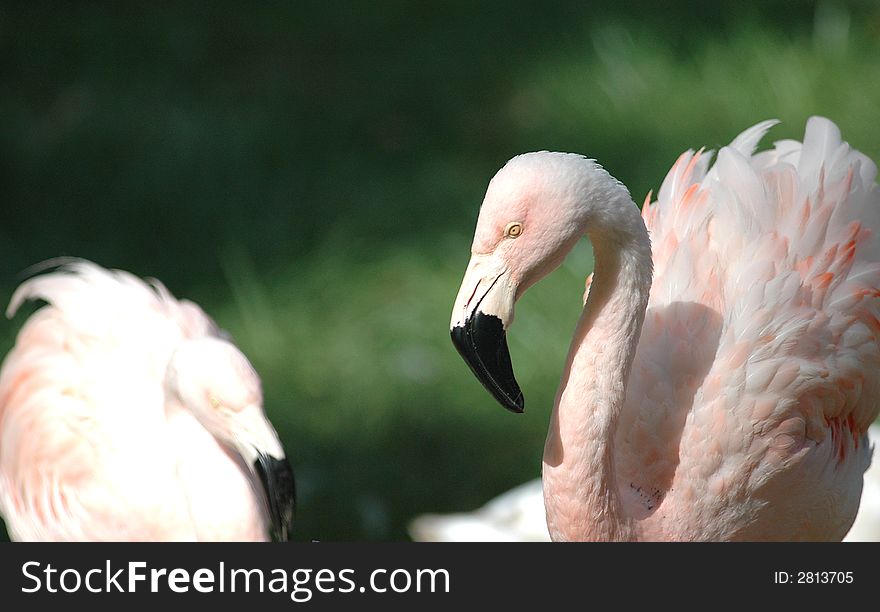 A pair of light pink flamingos against a dark background. A pair of light pink flamingos against a dark background.