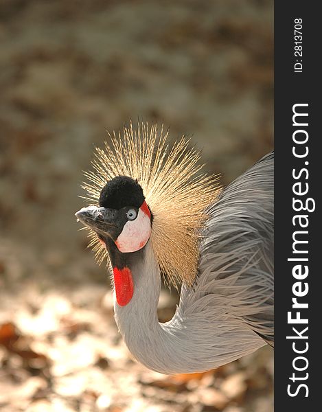 A large crowned crane has a feather on it's beak. A large crowned crane has a feather on it's beak.