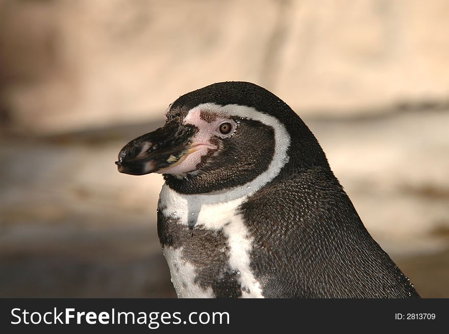 A portrait of a penguin with a light rocky background.