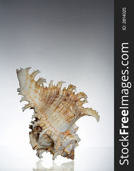 View of nice graceful delicate sea shell on gray background. View of nice graceful delicate sea shell on gray background