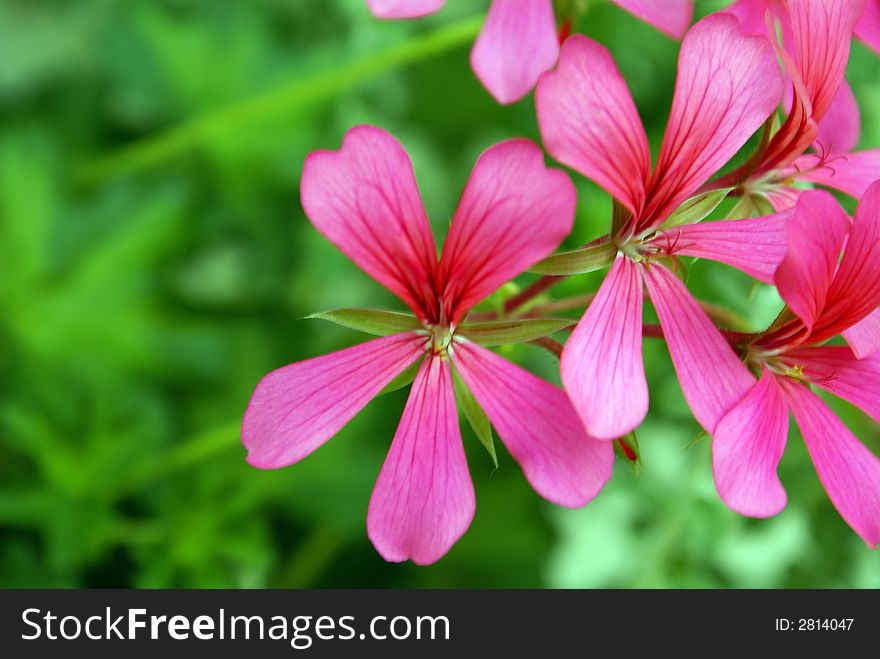 Pink flower in garden - spring