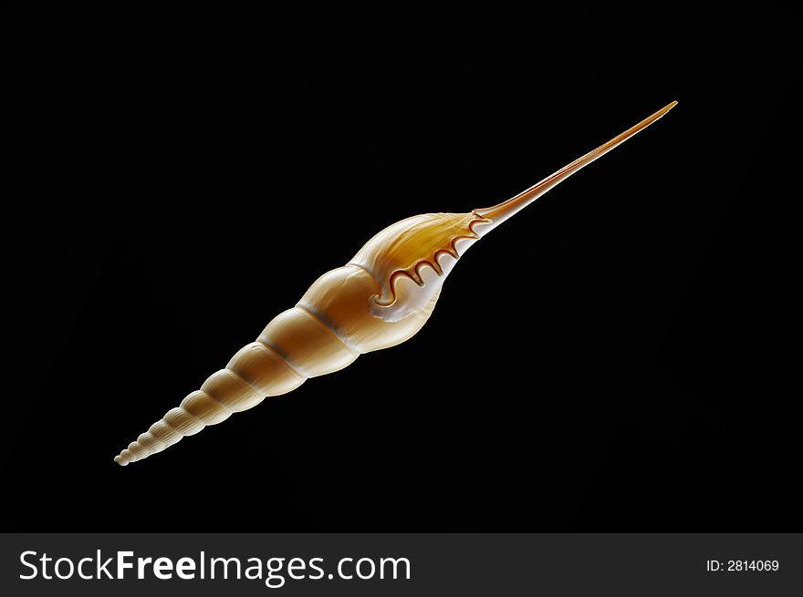 View of nice graceful sea shell on black background. View of nice graceful sea shell on black background
