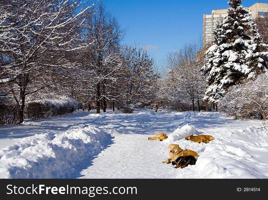 Four dogs lying at snow at winter city.