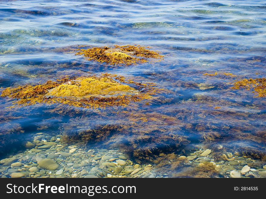 Picturesque sea seaweed