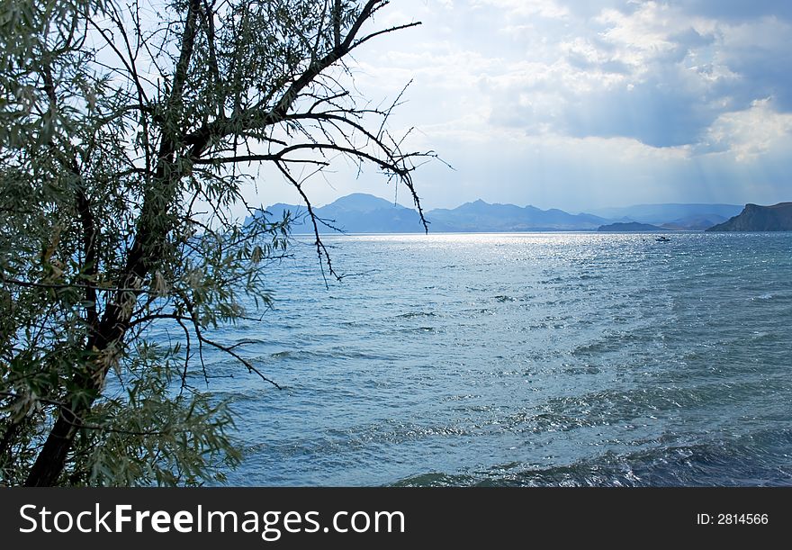 The storm sky above the sea with branches of a tree in the foreground