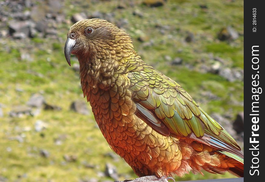 The Kea bird is a mountain parrot of New Zealand