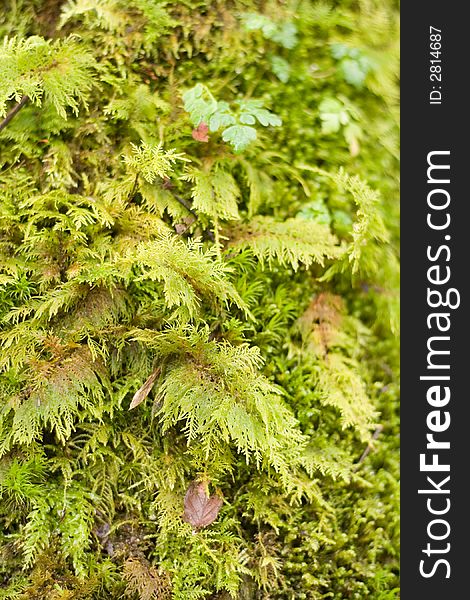 Green moss on tree's bark, natural background