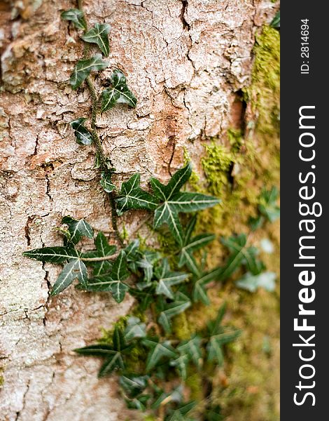 Ivy on a tree's bark