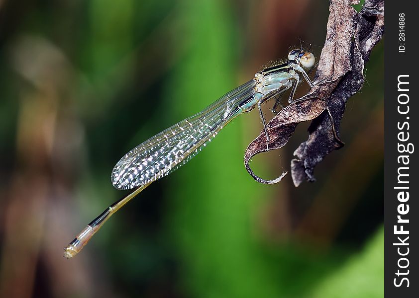 Dragon fly on plant, may