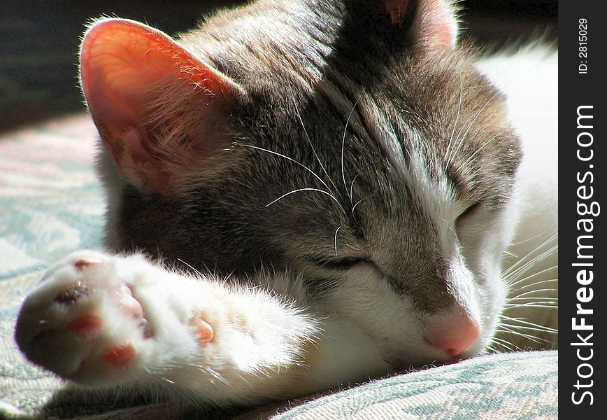 A cat takes a snooze on a hot summers day while the sun comes down on her. A cat takes a snooze on a hot summers day while the sun comes down on her