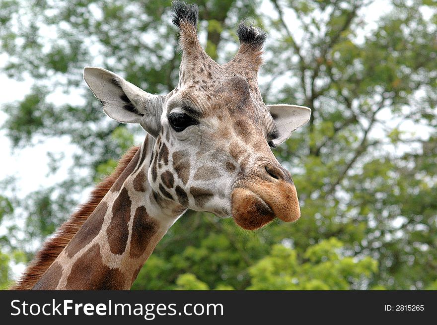 Head shot of a giraffe. Head shot of a giraffe