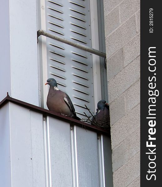 Portrait of Doves nest on balcony. Portrait of Doves nest on balcony
