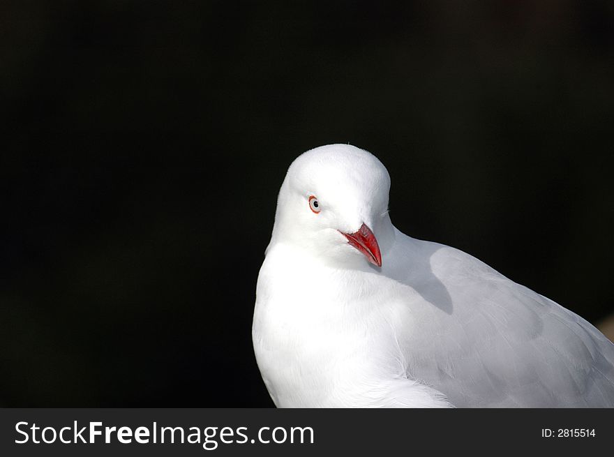 A light colored seagull against a dark background.