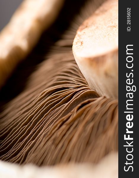 Close up shot of a mushroom