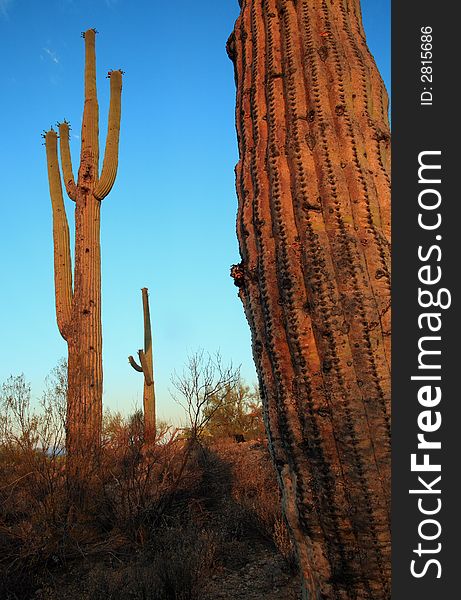 Saguaro cactus in the glow of an early morning sun. Saguaro cactus in the glow of an early morning sun