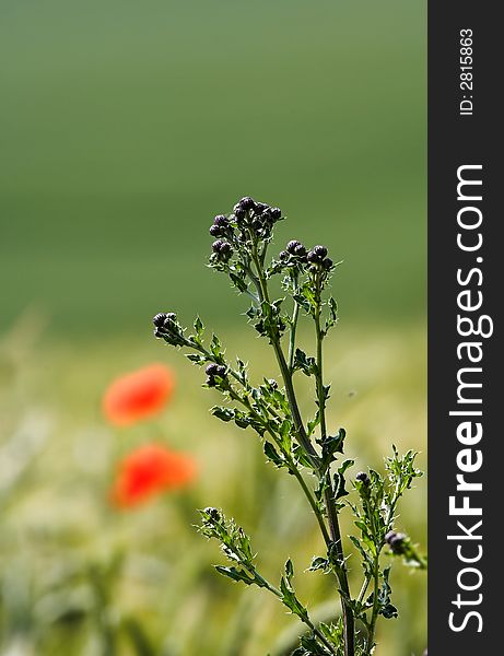 A photo of a field of wheat and a red flower. A photo of a field of wheat and a red flower