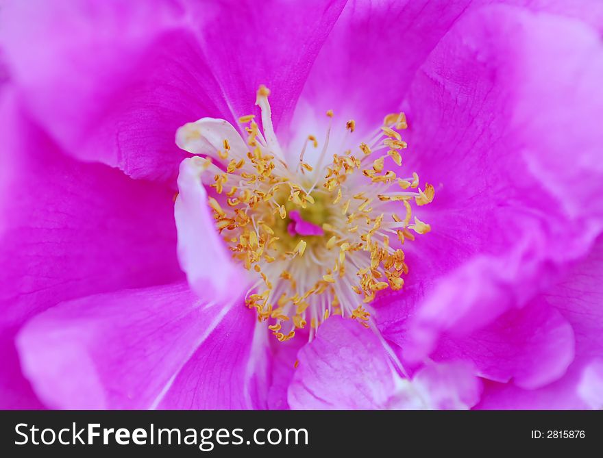 Macro photo  of pink rose