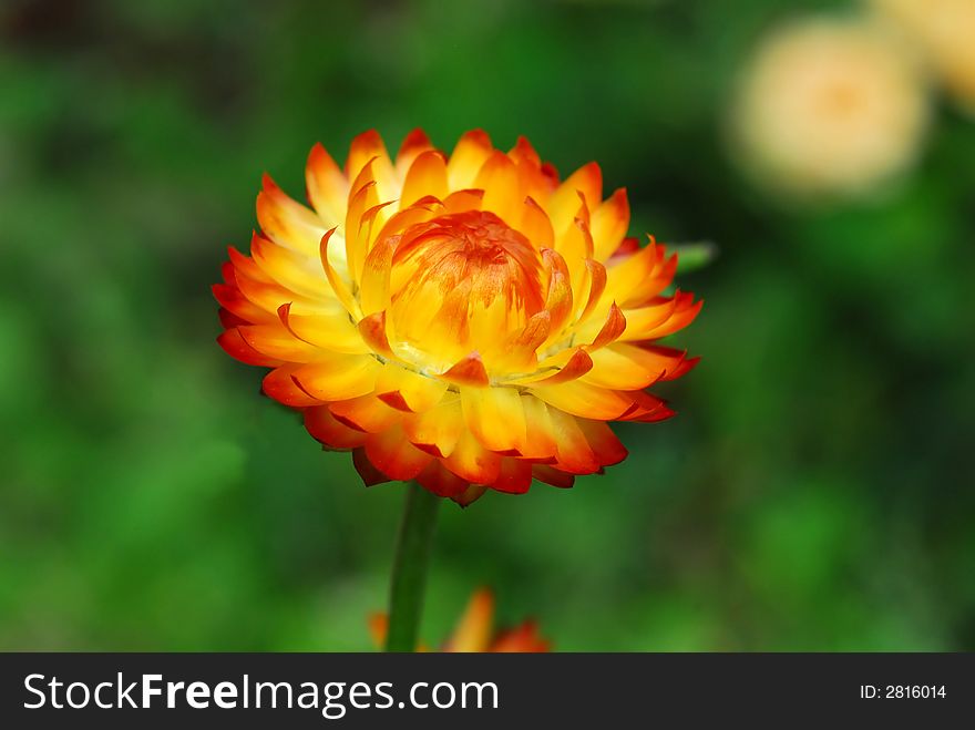 Yellow and orange flower with blur background