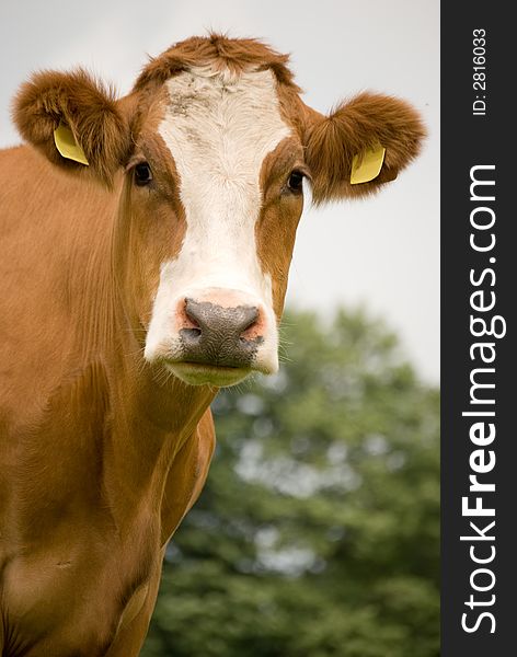 Cow Brown White Portret view